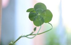 Irish superstitions to be aware of this Friday the 13th